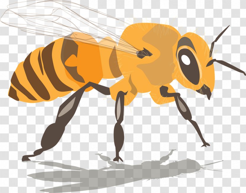Western Honey Bee Beehive Beeswax Swarming - Organism - Drink Bees Transparent PNG