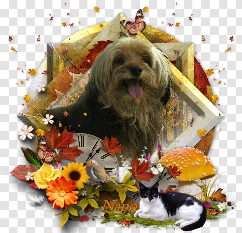 Schnoodle Cairn Terrier Dog Breed Shih Tzu Lhasa Apso - Puppy Transparent PNG