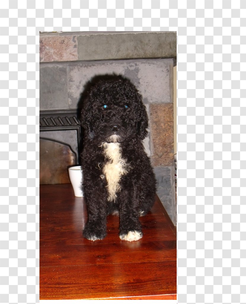 Irish Water Spaniel Barbet Portuguese Dog Spanish Lagotto Romagnolo - Poodle - Puppy Transparent PNG