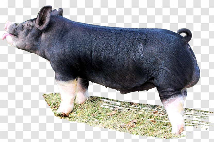 Berkshire Pig Livestock Farming Mammal Snout - Cattle Like - Boar Transparent PNG