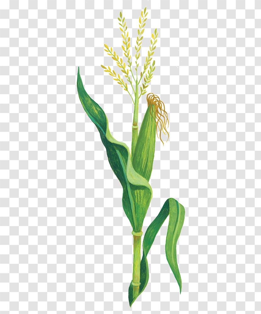 Corn Domesticatiesyndroom Domestication Plants Leaf - Heart - Origin Of Maize Plant Transparent PNG