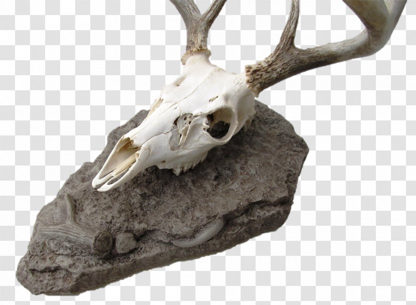Deer Skull Mounts Antler Antelope Transparent PNG