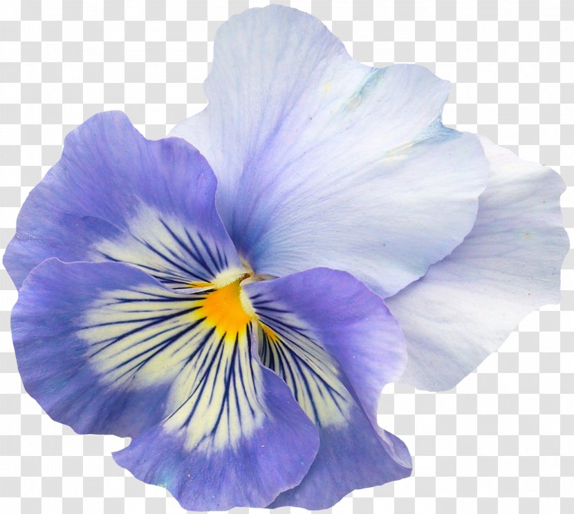 Pansy Violet Clip Art - Flowering Plant - Flower Transparent PNG