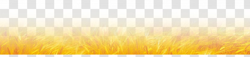 Sunlight Energy Sky Yellow Wallpaper - Morning - Wheat Field Transparent PNG