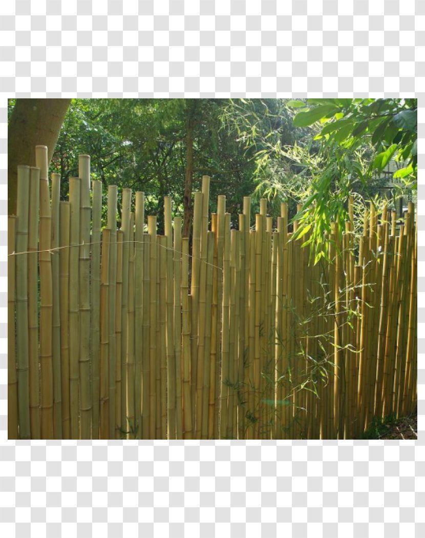 Wall Bambou Garden Terrace - Bamboo - Design Transparent PNG