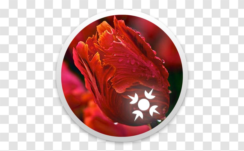 Tulip Flower Rediffmail Petal Desktop Wallpaper - Red Transparent PNG