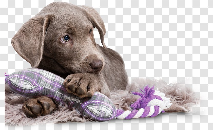 Weimaraner Puppy Dog Breed Companion Sporting Group Transparent PNG