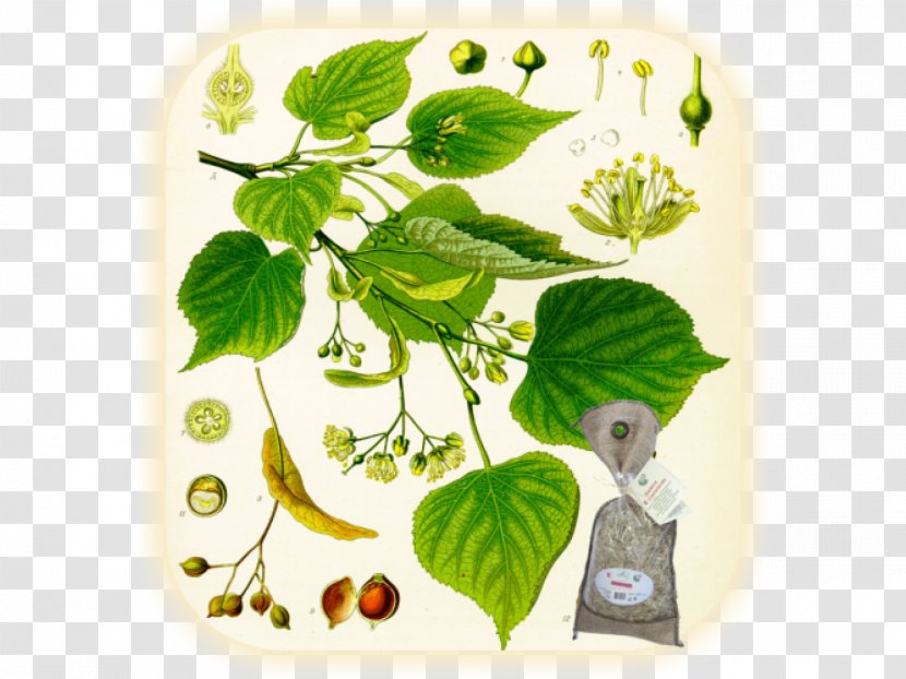 Köhler's Medicinal Plants Tilia Cordata Tree - Herbalism - Plant Transparent PNG