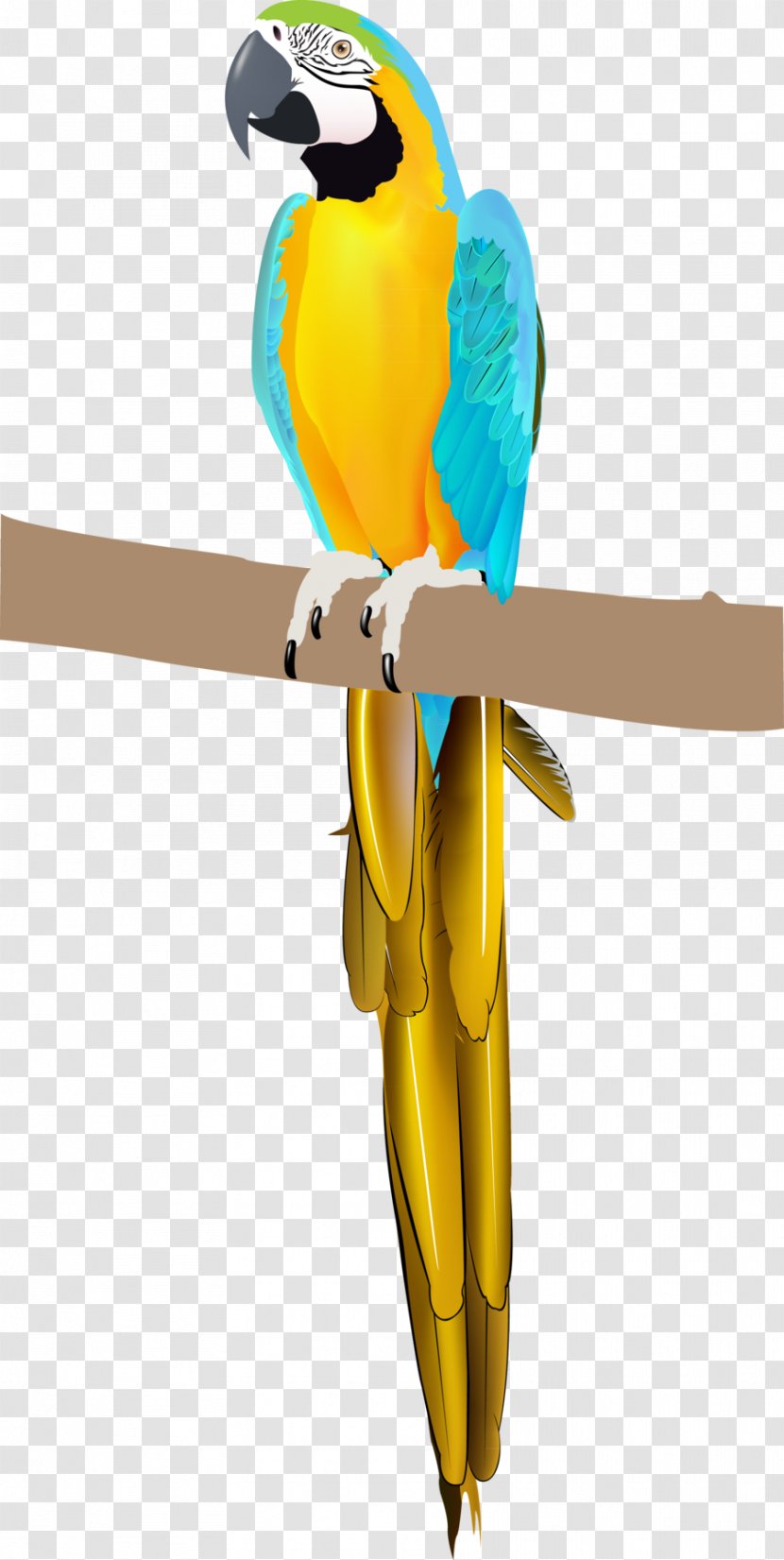 Parrot Bird Parakeet Macaw Vertebrate - Beak Transparent PNG
