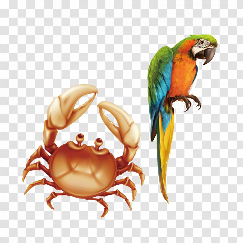 Parrot Crab Bird Illustration - Beak - Parrots And Vector Material Transparent PNG