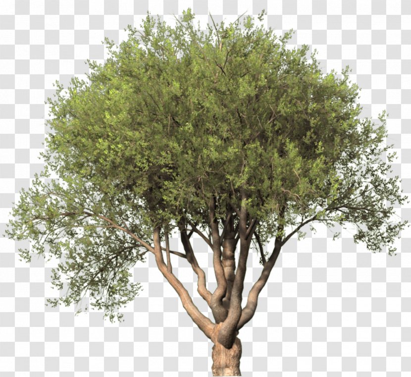 Clip Art Tree Image Illustration - Plants Transparent PNG