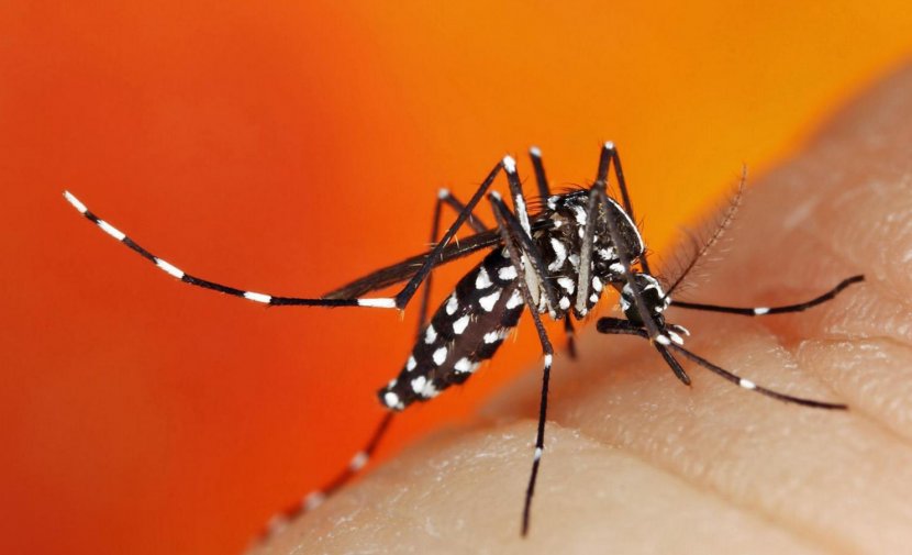 Mosquito-borne Disease Chikungunya Virus Infection Dengue Aedes Albopictus - Triple E - Mosquito Transparent PNG