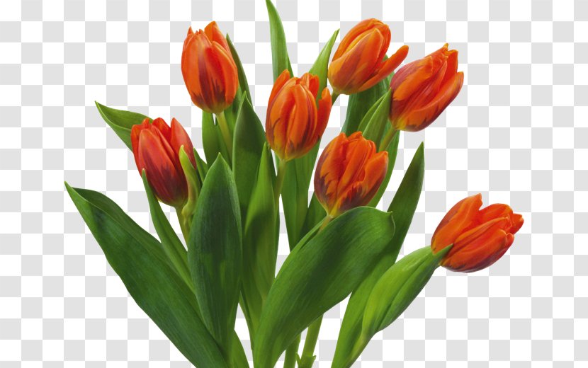 Flower Bouquet Tulip Desktop Wallpaper Transparent PNG