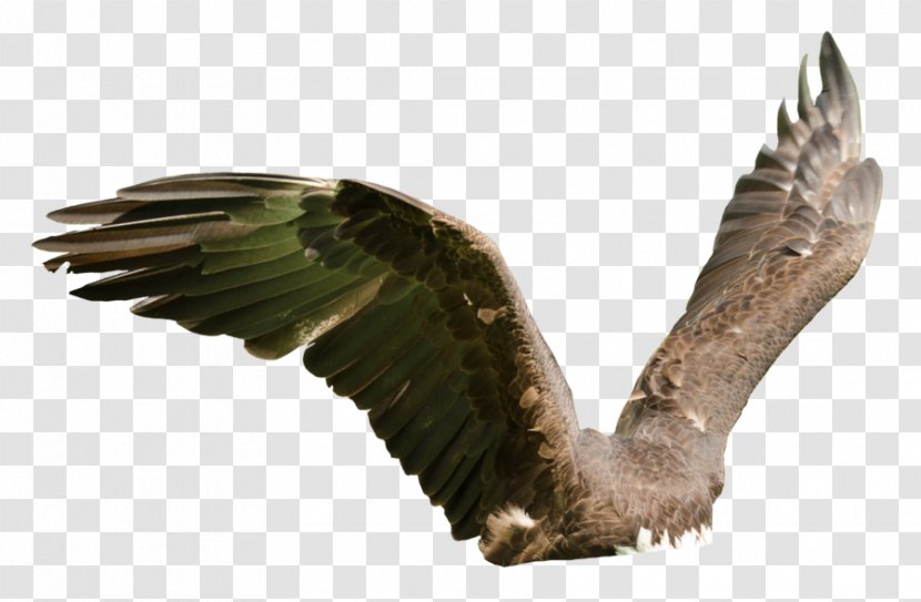 Eagle Bird Of Prey Buzzard Hawk Transparent PNG