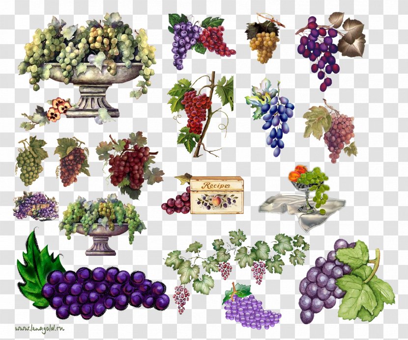 Grape Food - Flowering Plant Transparent PNG