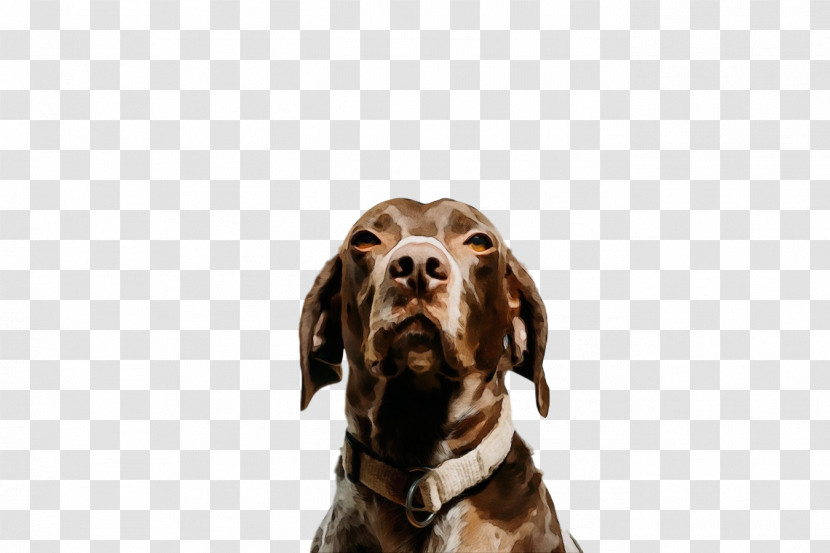 Dog Sporting Group Pointer German Shorthaired Pointer Hunting Dog Transparent PNG