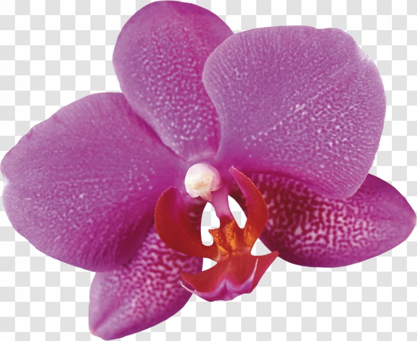 Moth Orchids Flower Plant Clip Art - Water Lilies Transparent PNG