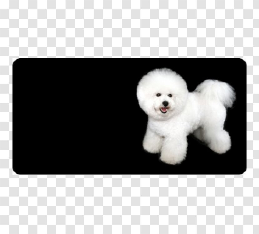 Bichon Frise Maltese Dog Puppy Breed Companion - Group Transparent PNG