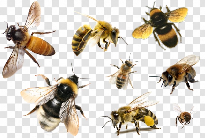 Bee Hornet Apis Florea Insect Honey - Organism Transparent PNG