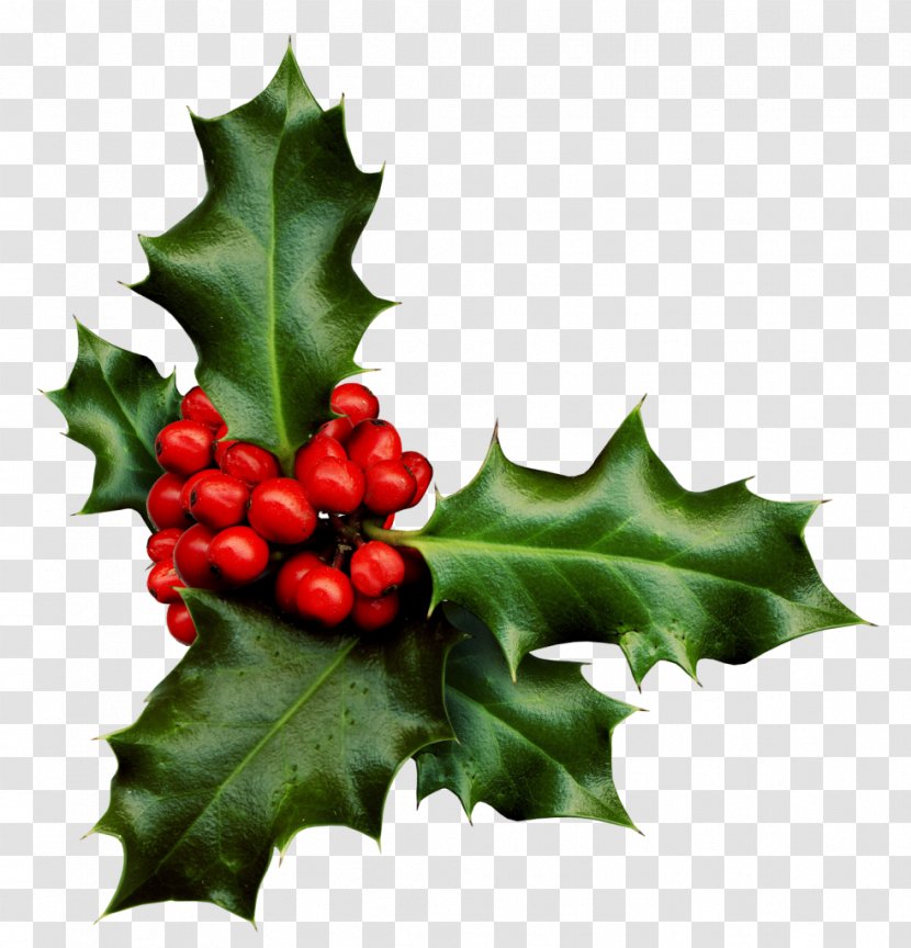 Stock Photography Common Holly Desktop Wallpaper Clip Art - Berry - Berries Transparent PNG