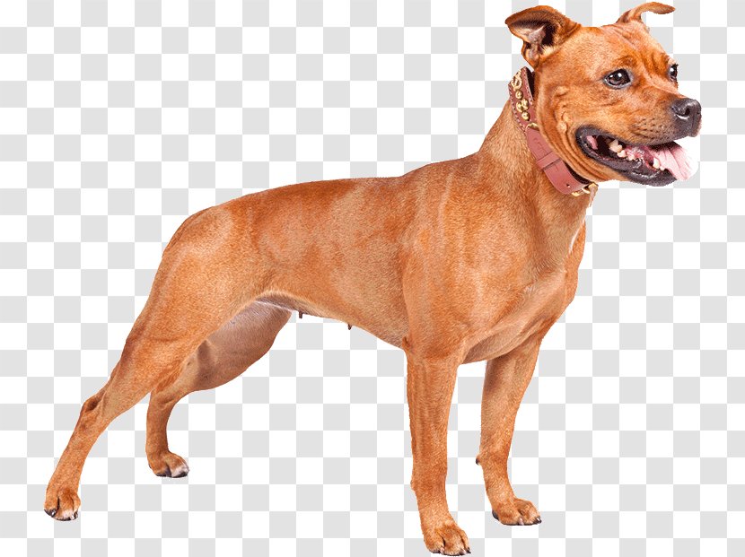 American Bully Dog - Terrier - Pariah Fawn Transparent PNG