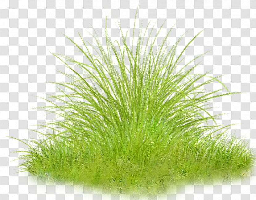 Herbaceous Plant Clip Art - Commodity - Grass Transparent PNG