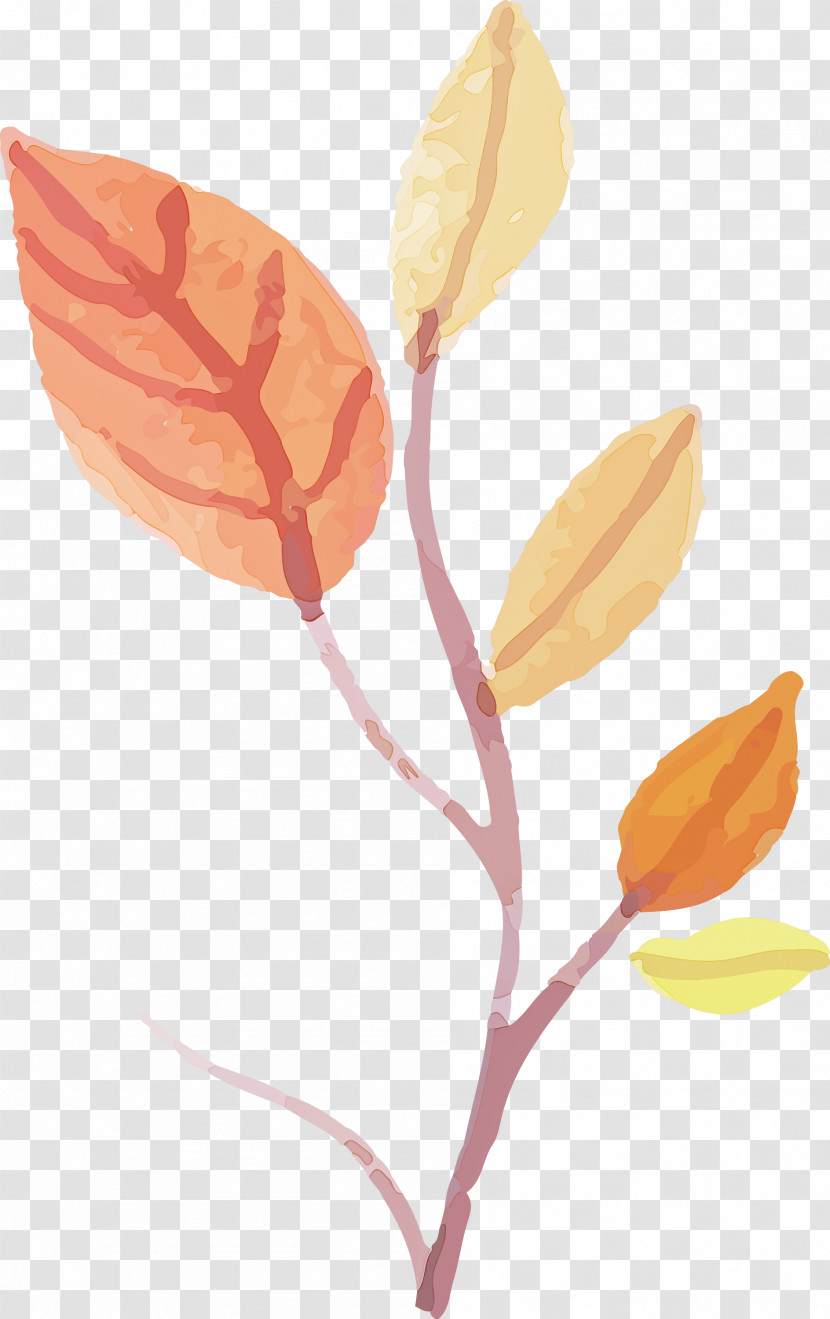 Floral Design Transparent PNG