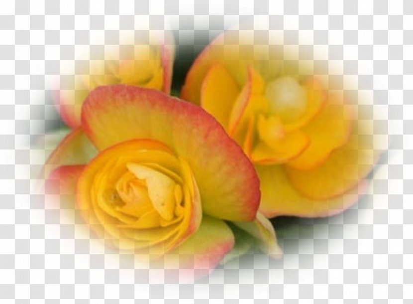 Desktop Wallpaper Close-up Petal Cut Flowers Computer - Rose Order Transparent PNG