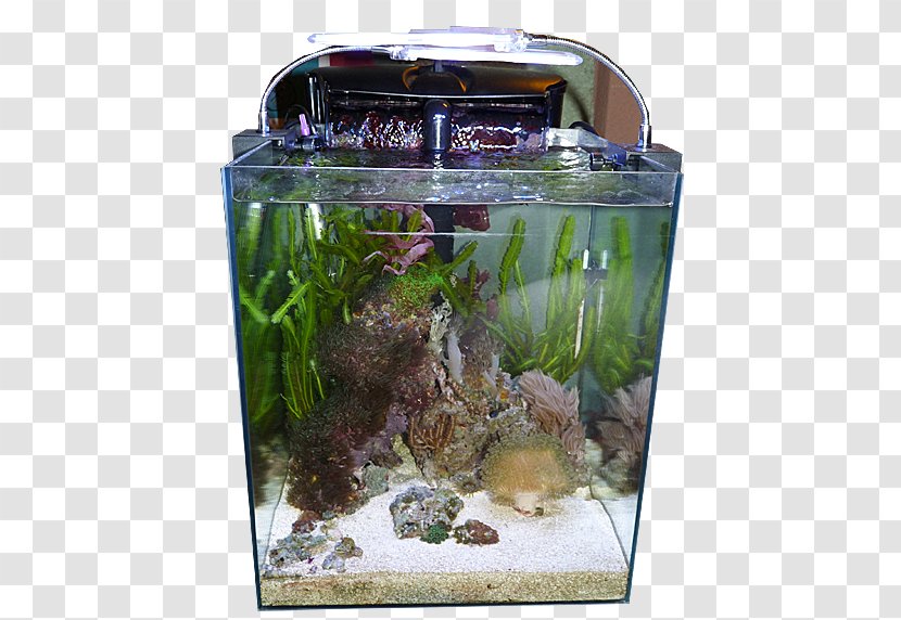 Fishkeeping Aquarium Warszawskie Dni Akwarystyki Ecosystem Aquatic Plants - Biology - Carassius Auratus Transparent PNG