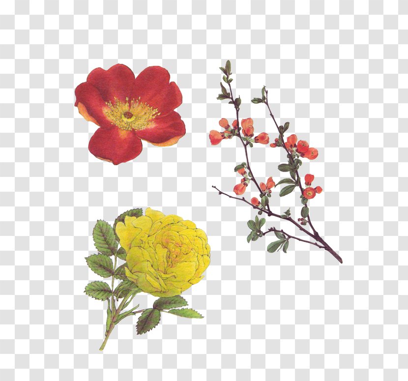 Garden Roses Art Floral Design - Cut Flowers - Thumbnail Transparent PNG