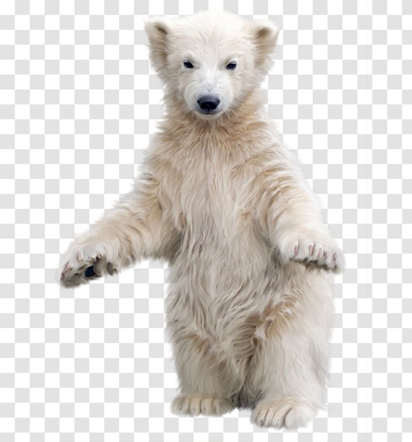 Polar Bear Kodiak Asian Black Clip Art - Dog Breed Group - White Transparent PNG