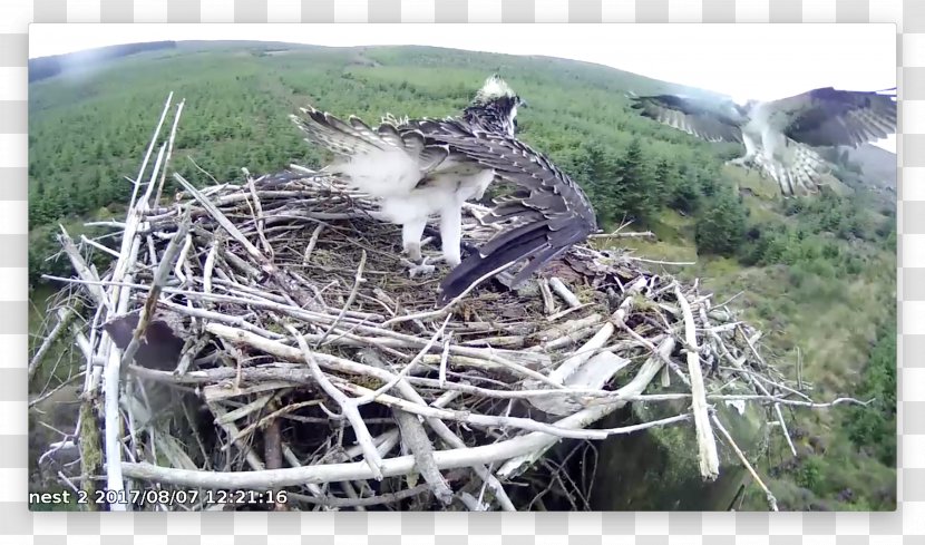 Bird Nest Of Prey NEST+m - Branch Transparent PNG