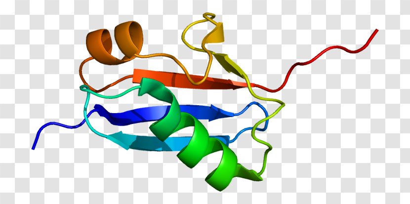 SUMO Protein SUMO2 Small Ubiquitin-related Modifier 1 SUMO3 Structure - Frame - Heat Shock Transparent PNG