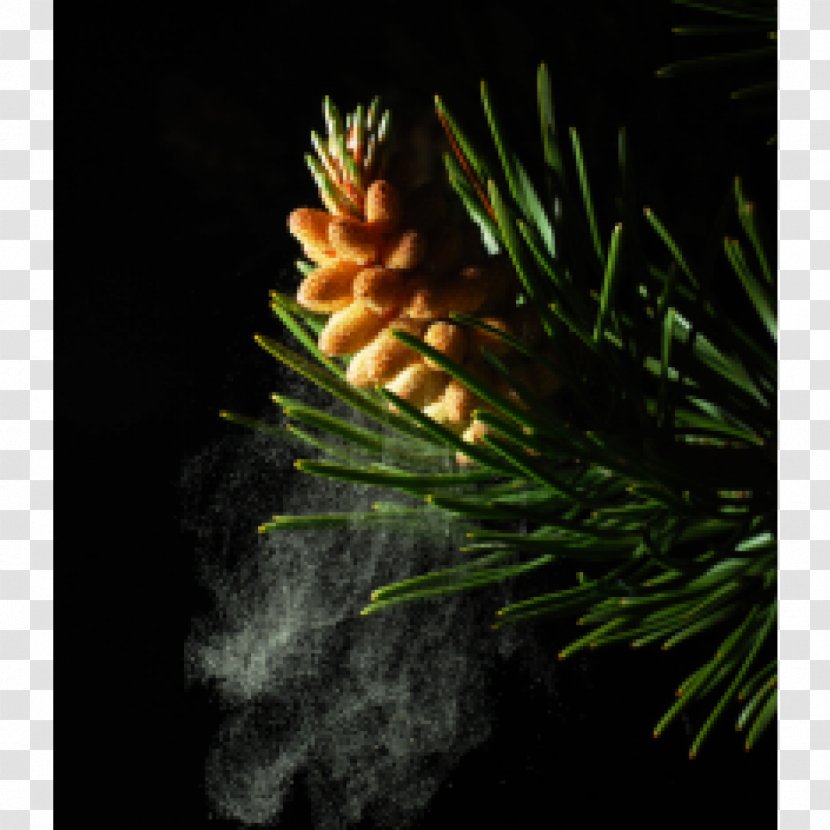 Pine Fir Pollen Conifer Cone Powder - Cell - Battlefield Of Gunpowder Transparent PNG