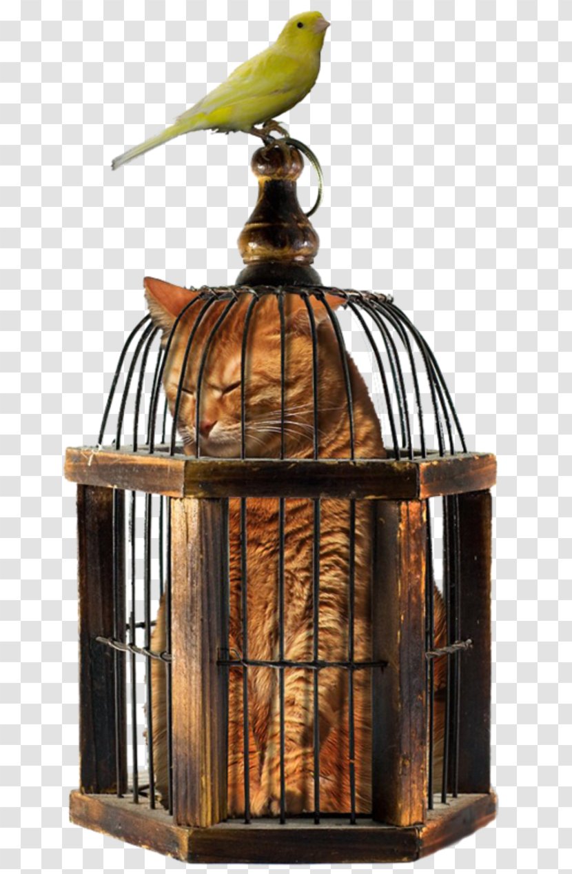 Cage Cat Bird Pet - Domestic Canary - Hamster Transparent PNG