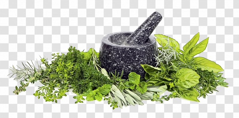 Basil Leaf - Vegetarian Food - Spinach Fines Herbes Transparent PNG