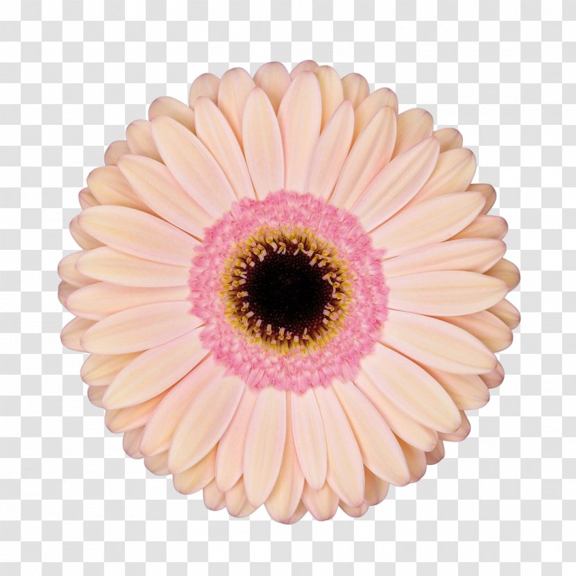 Transvaal Daisy Cut Flowers Retail Diva Crush - Flower - Gerbera Transparent PNG