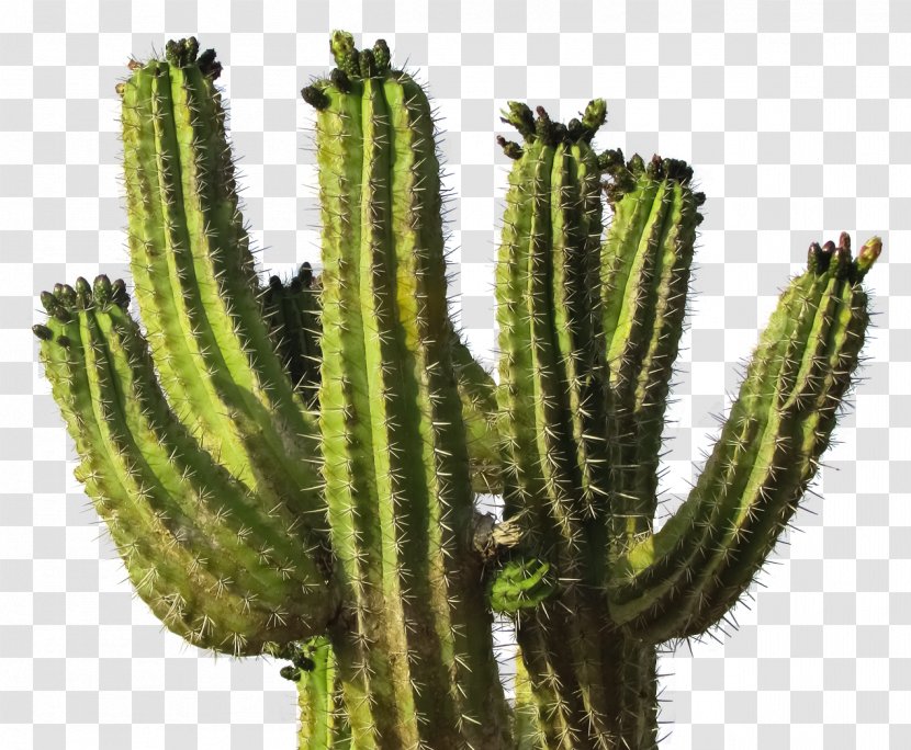 Cactaceae Clip Art - San Pedro Cactus - Suculent Transparent PNG