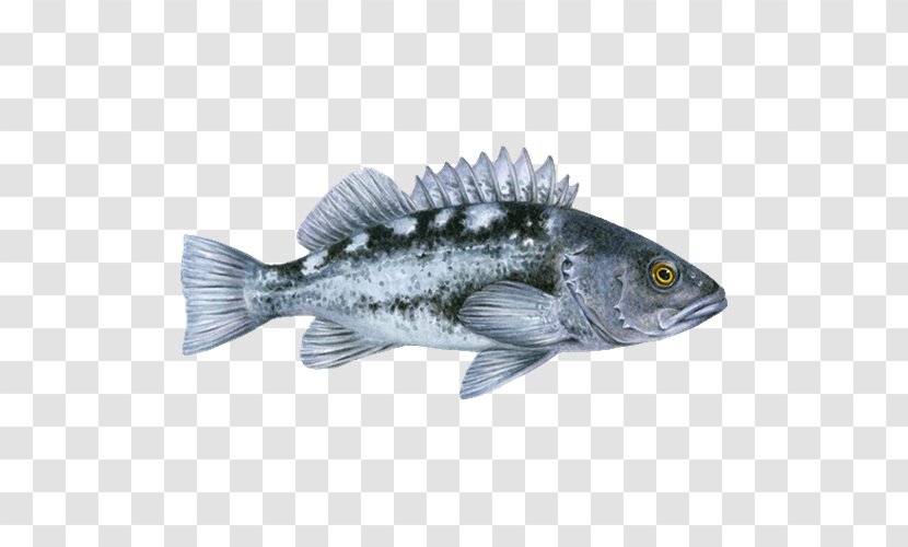 Tilapia Pacific Ocean Perch Black Rockfish Bocaccio Sablefish - Barramundi - Fish Transparent PNG