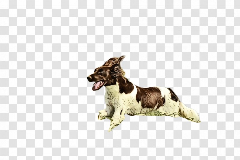 Dog Breed Small Münsterländer Sporting Group English Springer Spaniel - Drentse Patrijshond Transparent PNG