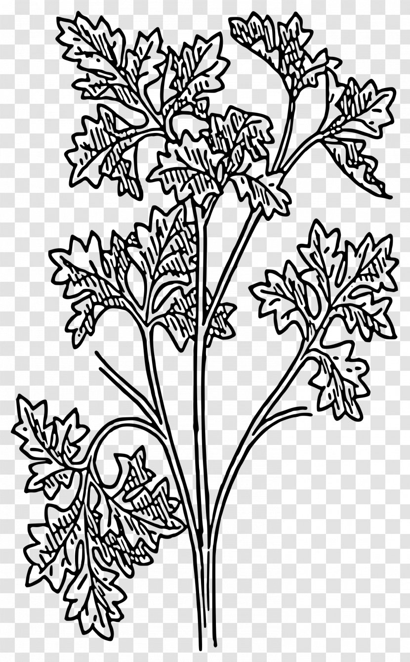Parsley Drawing Plant Clip Art - Area Transparent PNG