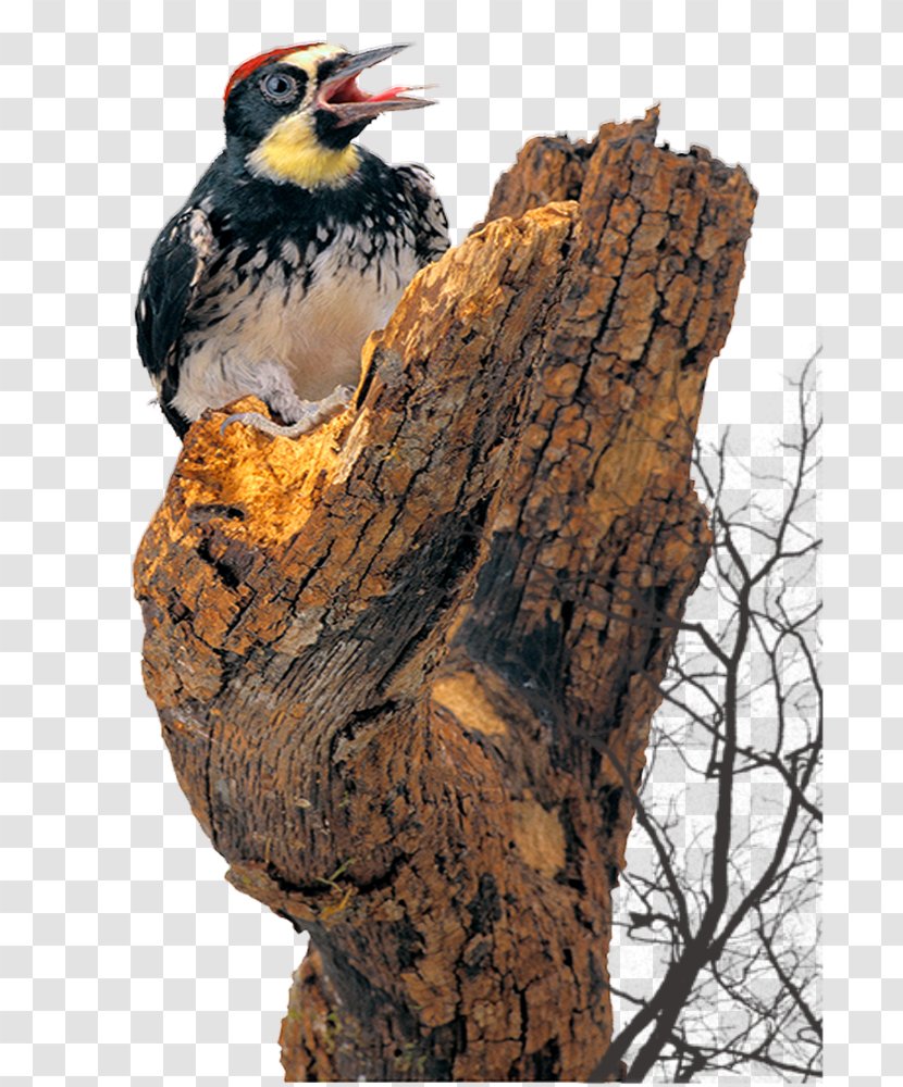 Bird Woodpecker Cattle - Beak - Cha Called Transparent PNG