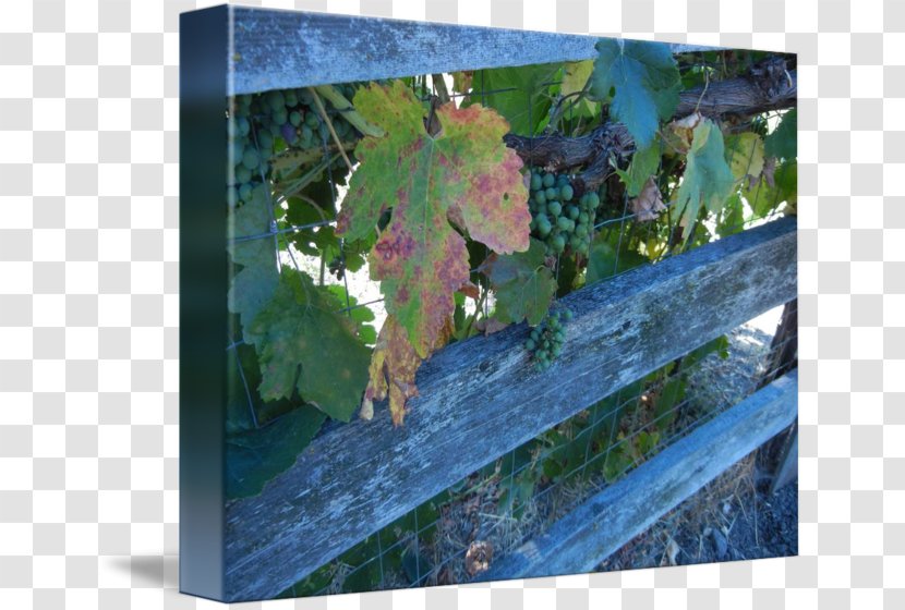 Grape Painting Tree Leaf - Flowering Plant Transparent PNG