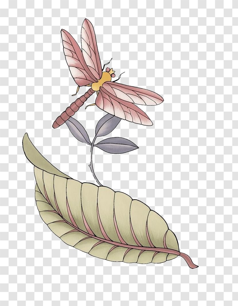 Insect Illustration - Petal - Dragonfly Color Transparent PNG