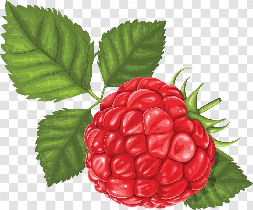 Raspberry Clip Art - Loganberry - Rraspberry Image Transparent PNG
