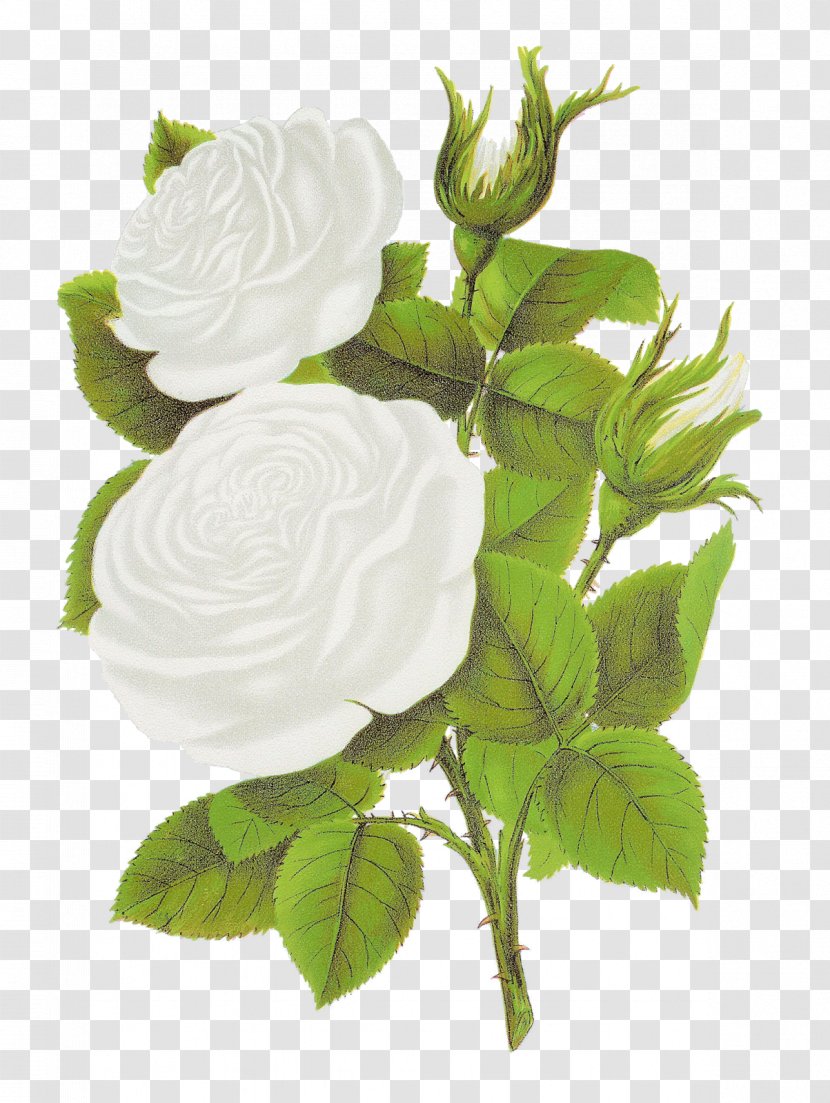Rose Flower Clip Art - Floral Design - White Roses Transparent PNG