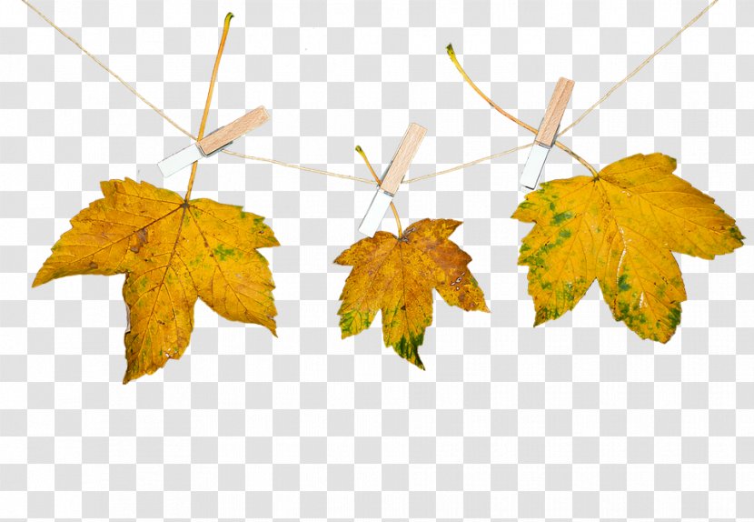 Autumn Image Leaf Nature Photograph - Photography Transparent PNG