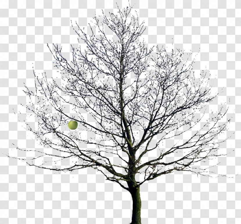 Tree Drawing Oak Clip Art - Of Life - Winter Transparent PNG