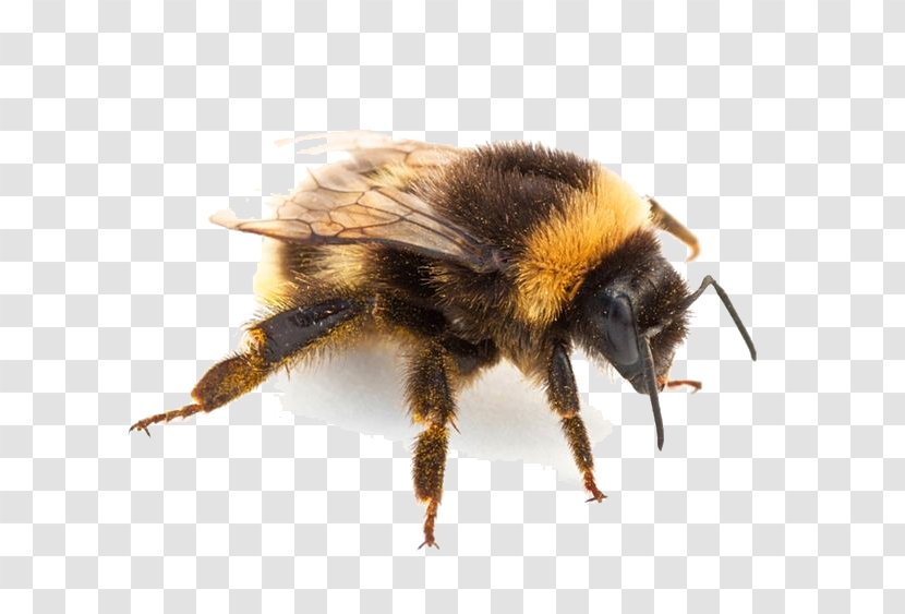Bumblebee Hornet Insect Bites And Stings - Drone - Pic Transparent PNG