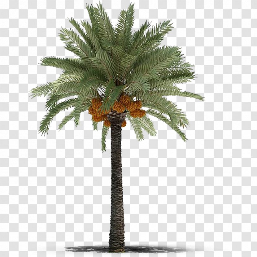 Date Palm Phoenix Canariensis Arecaceae Tree Roystonea Regia Transparent PNG